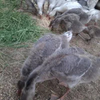 غاز  ۲ ماه و نیمه