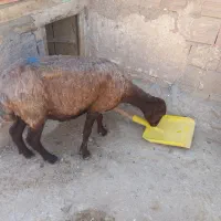یک عدد گوسفند