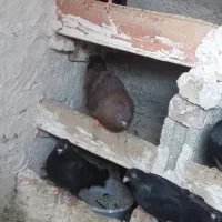 کبوتر