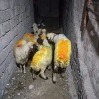 گوسفند داشتی