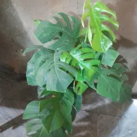فروش برگ انجیری مانسترا زیبا ومقاوم