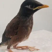 جوجه مینا