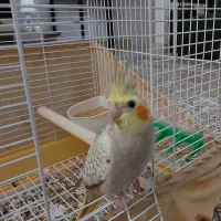 عروس هلندی بالغ رنگ گلباقلی با کیفیت عالی.