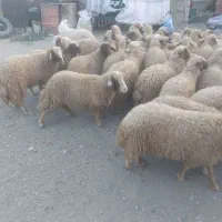 ۴۲راس بره نر