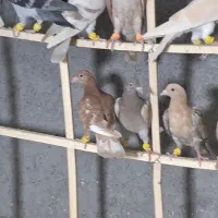 کبوتر شهرستانی سرور هفت رنگ جوجه