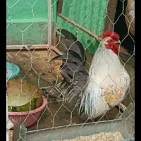 مرغ و خروس مینیاتوری و مرغ سلطان