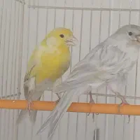 جفت قناری رنگی انتیک زیتون نقره ای و نقره ای ابی
