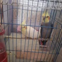 عروس هلندی نر ماده