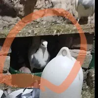 کفتر