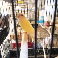 یک جفت طوطی برزیلی سرحال