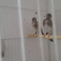 سهره