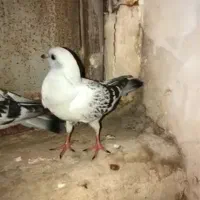 جوجه شامی گم شده