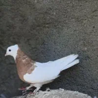 کفتر