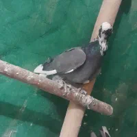 کبوتر فراری