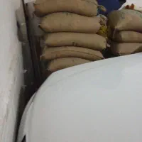 گندم پیشگام امسال تمیز مخصوص آرد خوردن