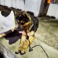 سگ ژرمن اصل 8 تومن