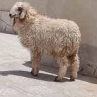 بره‌نرمری