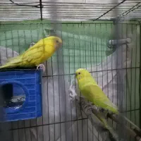 مرغ عشق نر مست ماده هم مست