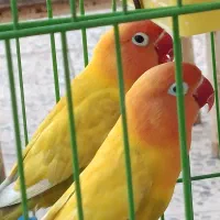 طوطی