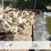 فروش غاز محلی وقوغاز