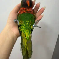 طوطی لوری