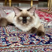 گربه هیمالین پسر