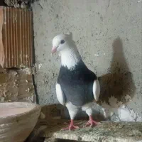کفتر طوقی ماده