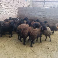 بره نر|حیوانات مزرعه|بزینه رود, |دیوار