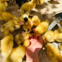 جوجه اردک یه هفته ای محلی