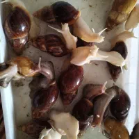 فروش حلزون مولد وسوپر مولد