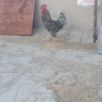 خروس امروک