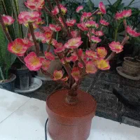 شب خواب