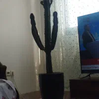 کاکتوس کلکسیونی