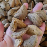 بادام درختی