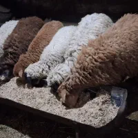 بره نروماده