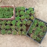 نشا گوجه فرنگی گلدونی مبیل