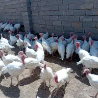 بوقلمون گوشتی بیوتی
