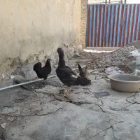مرغ لاری اصل