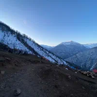 چوپان جهت چرای دام