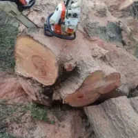 برشکاری وخرید چوب درخت