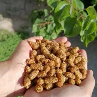 توت خشک آفتابی تبریز