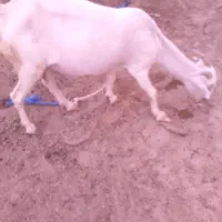 کهره