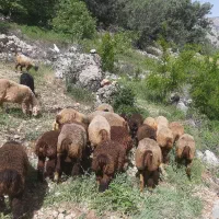 نیاز به چوپان با برجی ۲۶ تا ۳۰