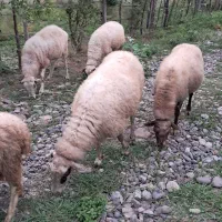 گوسفند جوان چاق و چله حدود ۴۰ کیلویی بز
