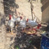 خروس قربانی