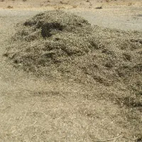 کاه یونجه درجه یک