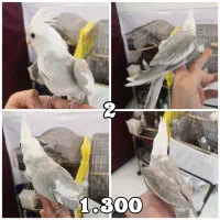 جوجه عروس هلندی 2 ماهه