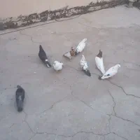 کفتر|پرنده|تهران, کیانشهر|دیوار