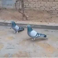 ی گل کبوتر