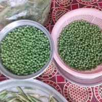 نخودسبز